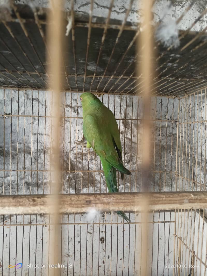 green ring neck pair 1
