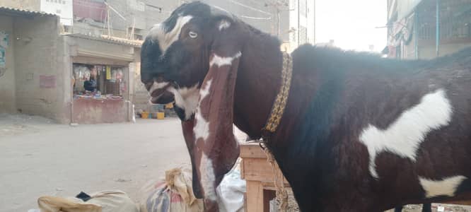 pure Nagra breeder 4dant fresh achi hight length me