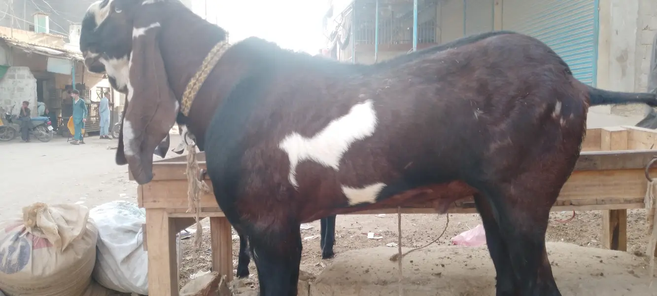 pure Nagra breeder 4dant fresh achi hight length me — photo 8