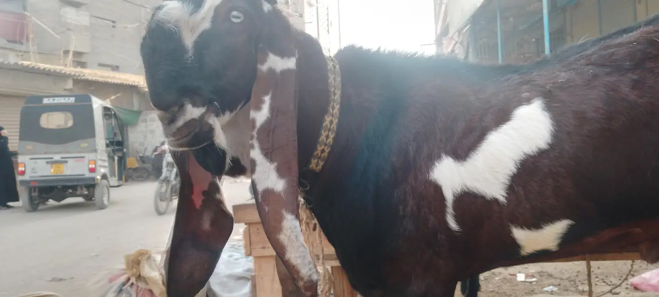 pure Nagra breeder 4dant fresh achi hight length me — photo 9