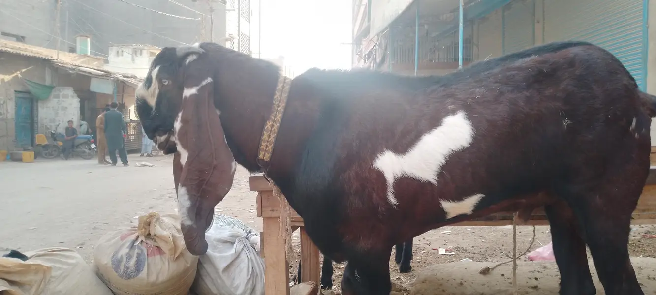 pure Nagra breeder 4dant fresh achi hight length me — photo 11