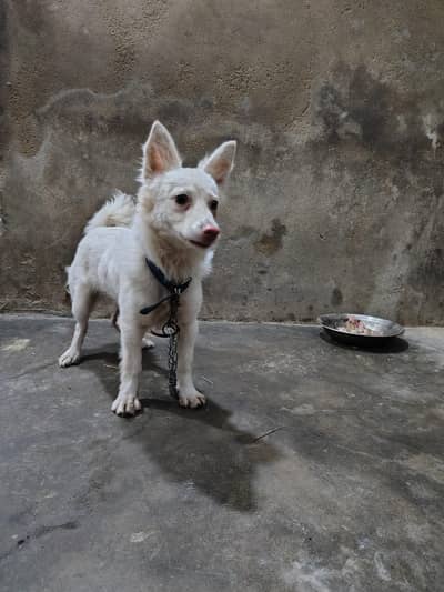 Russian dog female o31985ooo43