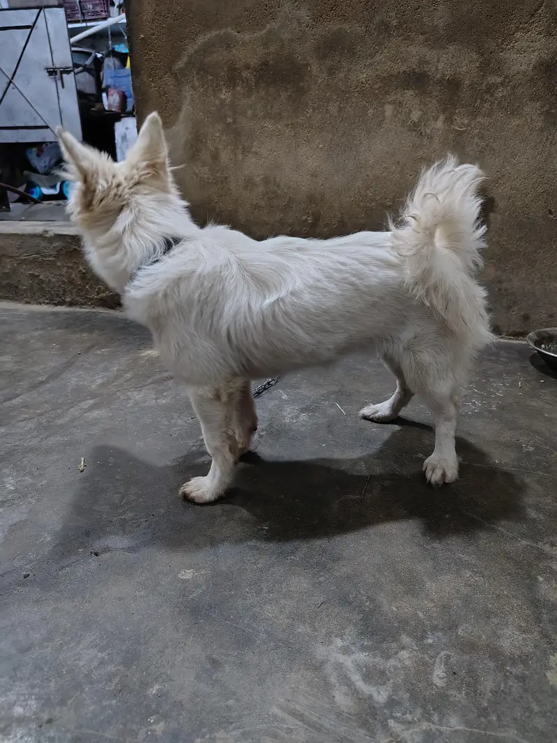 Russian dog female o31985ooo43 — photo 2