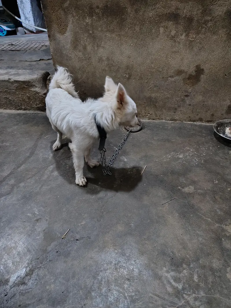Russian dog female o31985ooo43 — photo 3