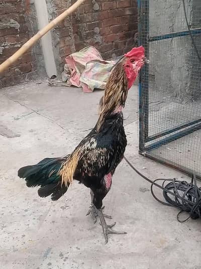 aseel pakoya 03331742220