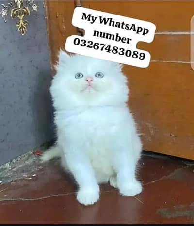 Persian cat 2month age for sale