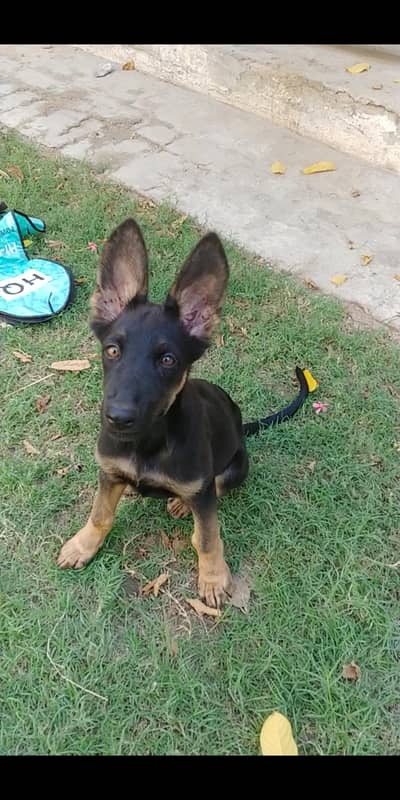 German shepherd
