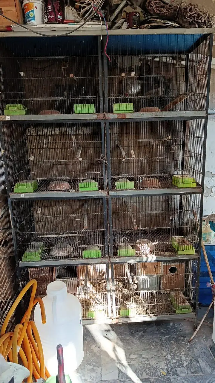 Birds Angal Cage