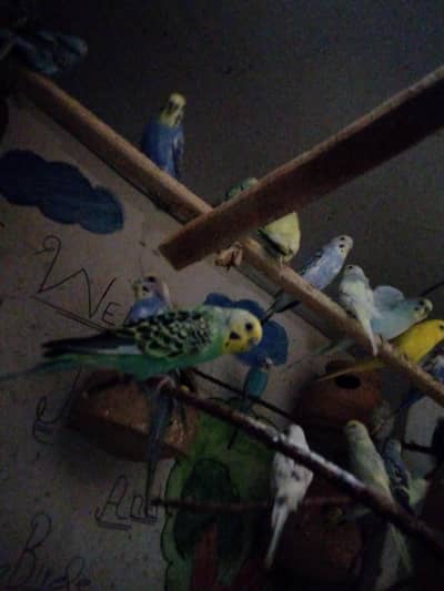 Australian parrots