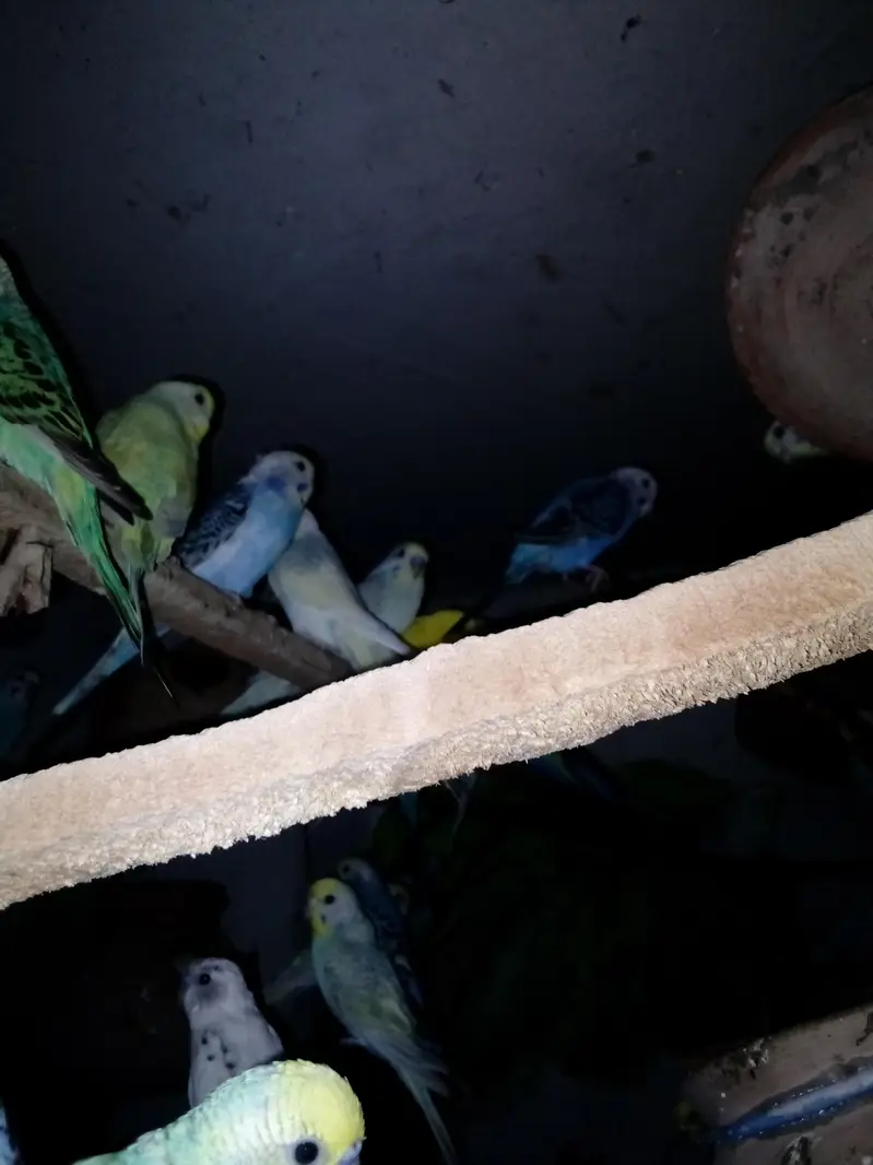 Australian parrots — photo 2