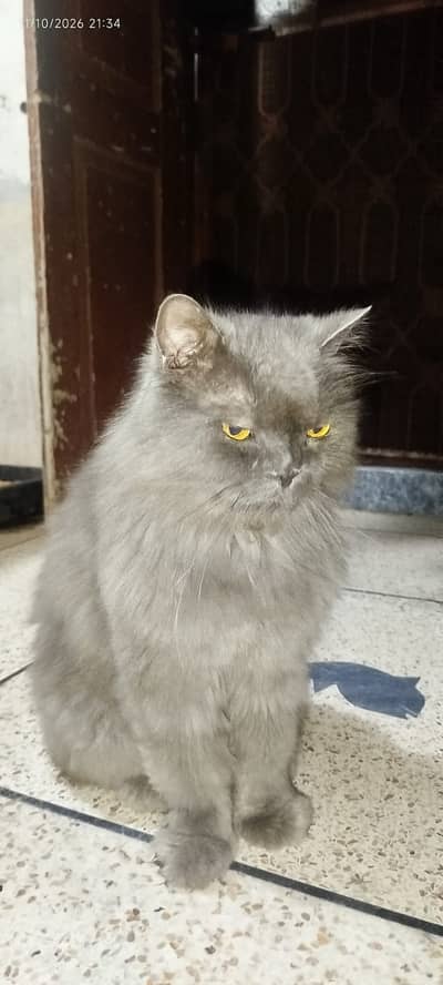 it is male cat but it is not for breead