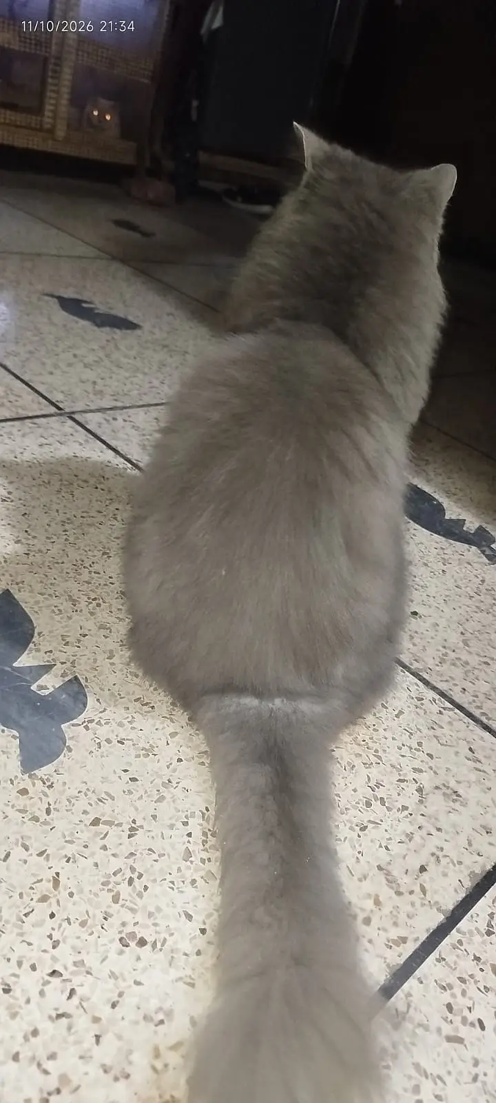 it is male cat but it is not for breead — photo 2