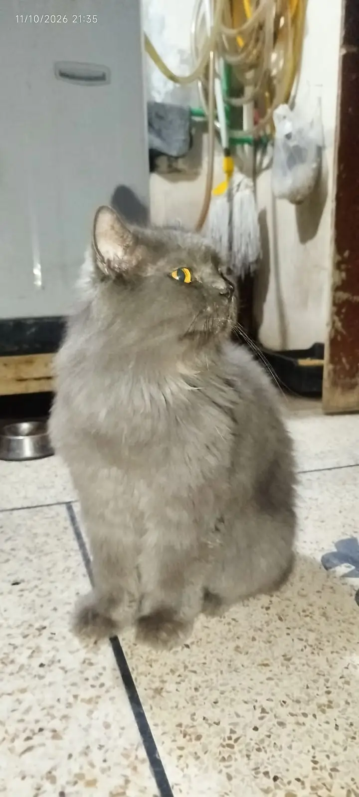 it is male cat but it is not for breead — photo 3