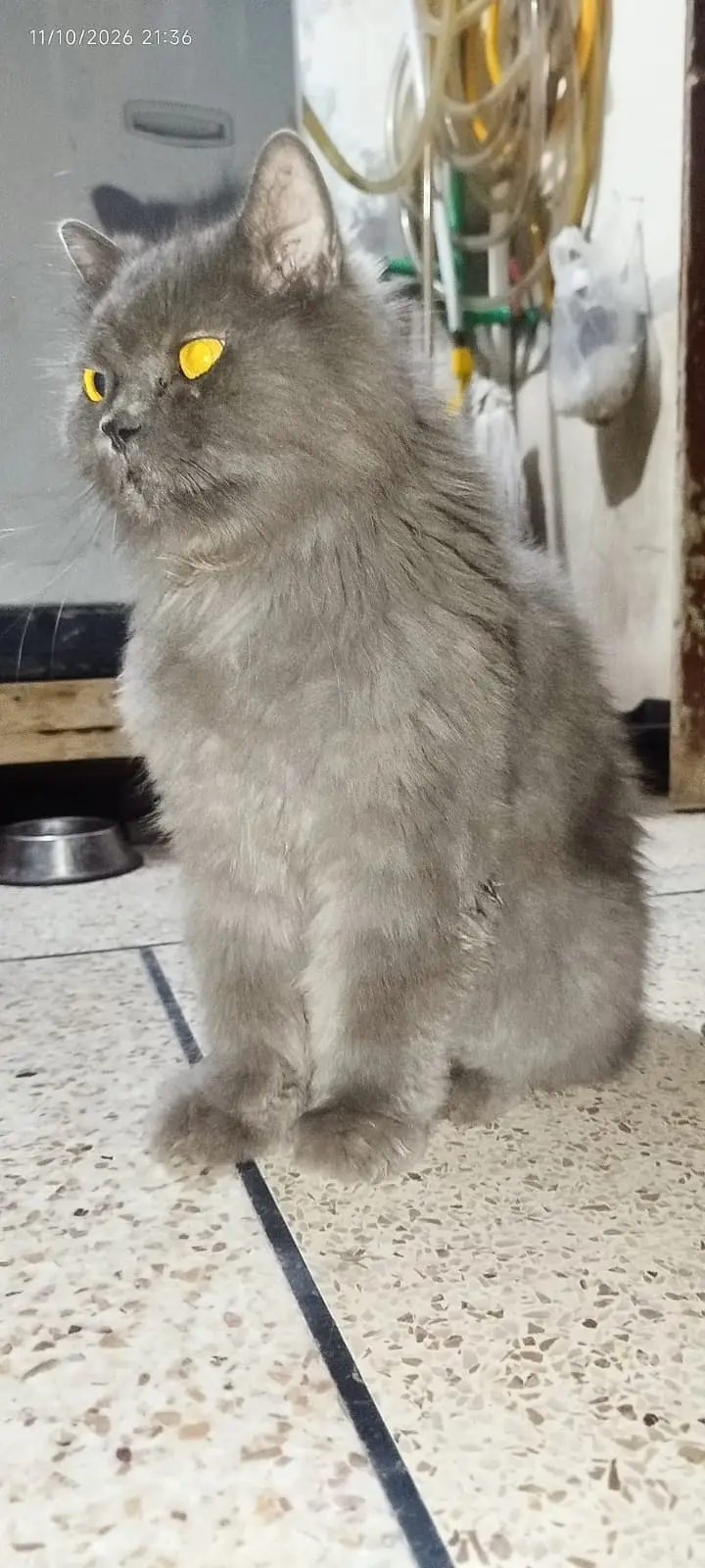 it is male cat but it is not for breead — photo 4