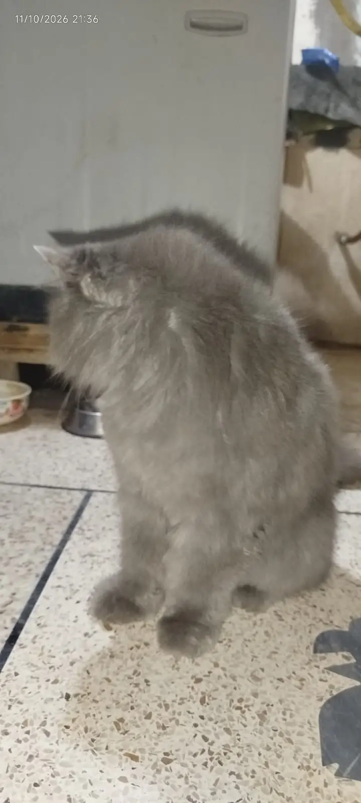 it is male cat but it is not for breead — photo 5