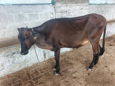 cows 19 janwar lot he  watsap 03418360089