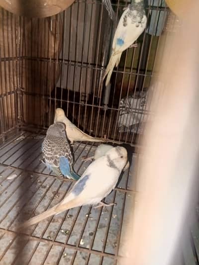 urgent sale