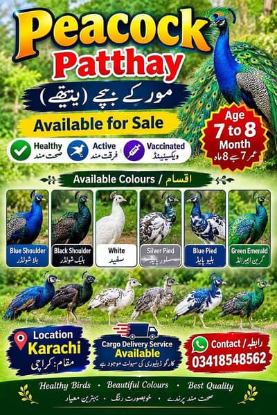 peacock patthay