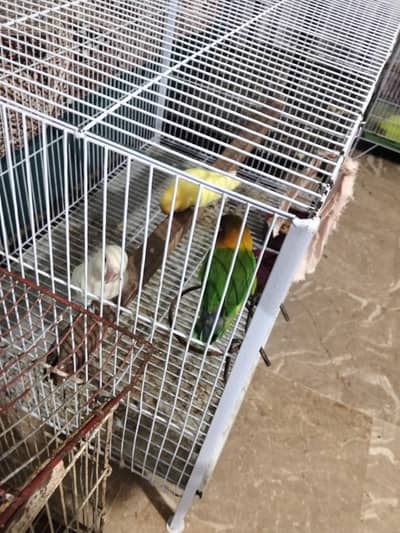 1 female 2male