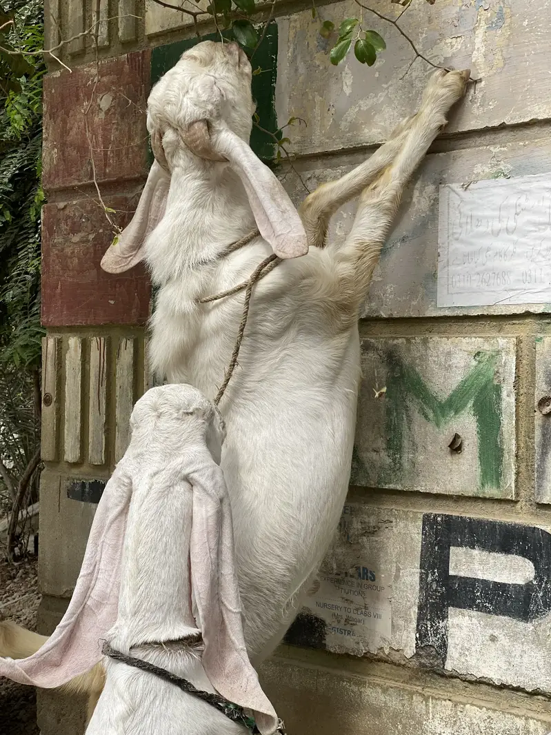 Bakra bakri