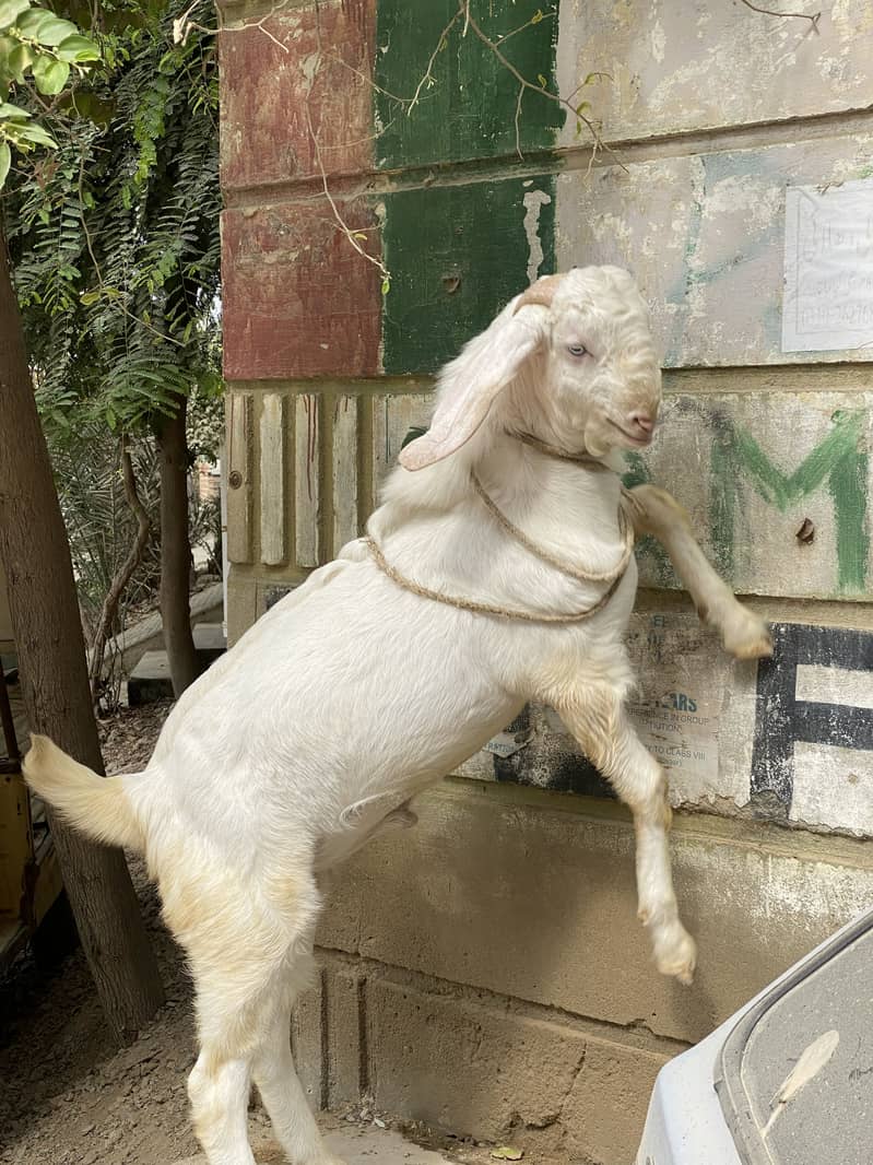 Bakra bakri 1