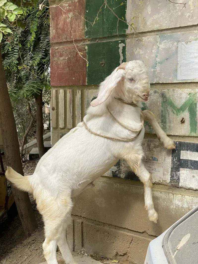 Bakra bakri — photo 2