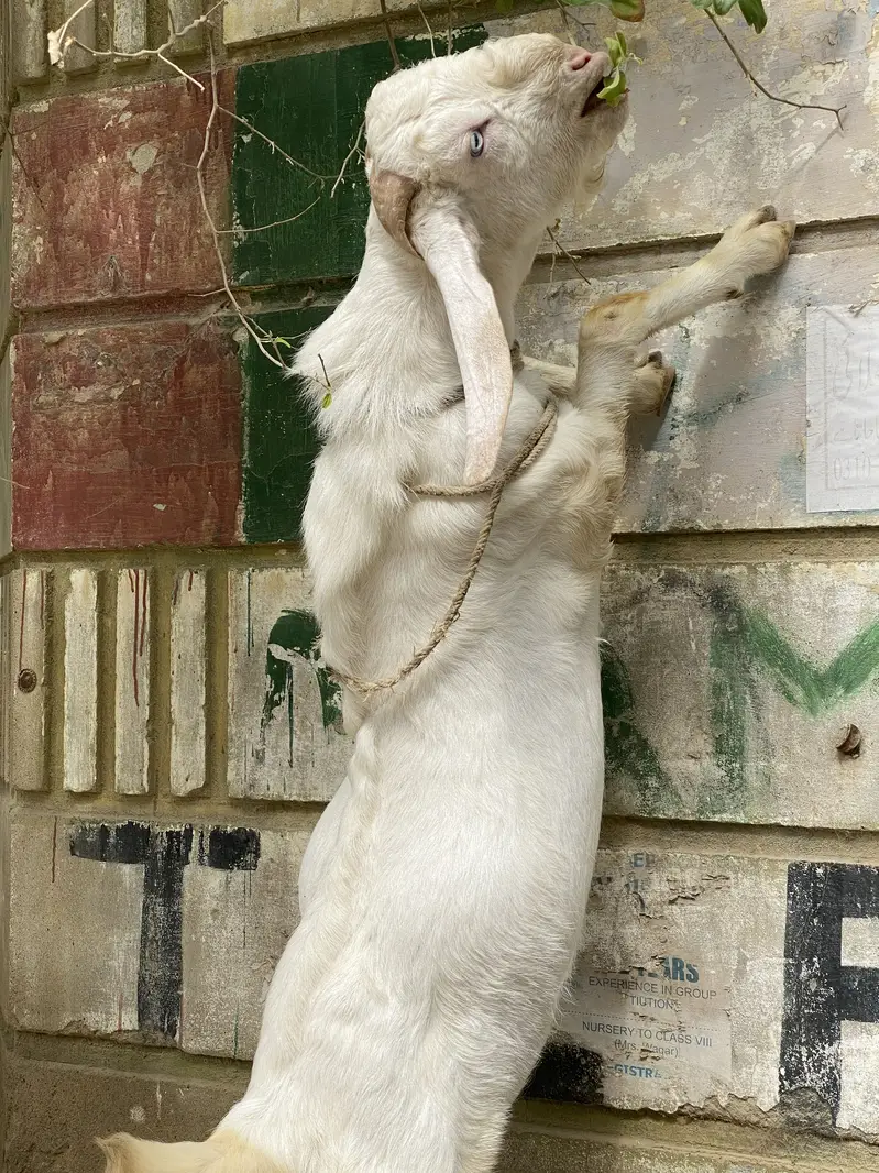 Bakra bakri — photo 3