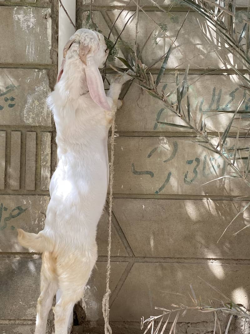 Bakra bakri 3