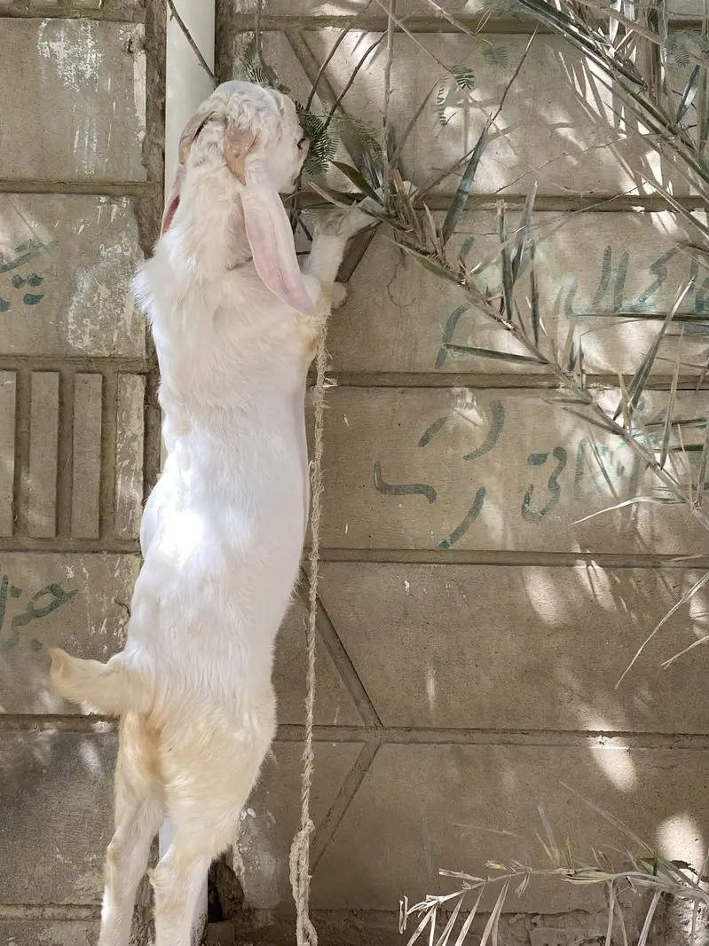 Bakra bakri — photo 4