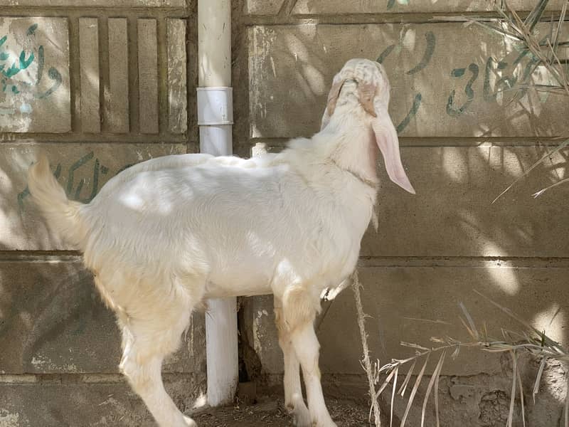 Bakra bakri 4