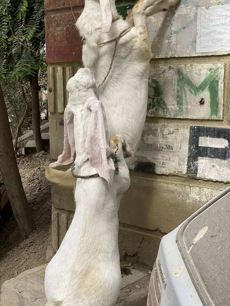 Bakra bakri 5