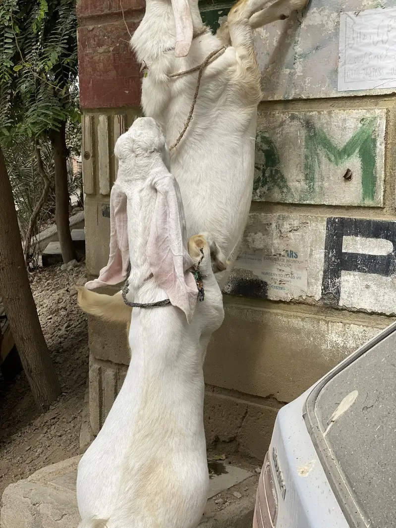 Bakra bakri — photo 6