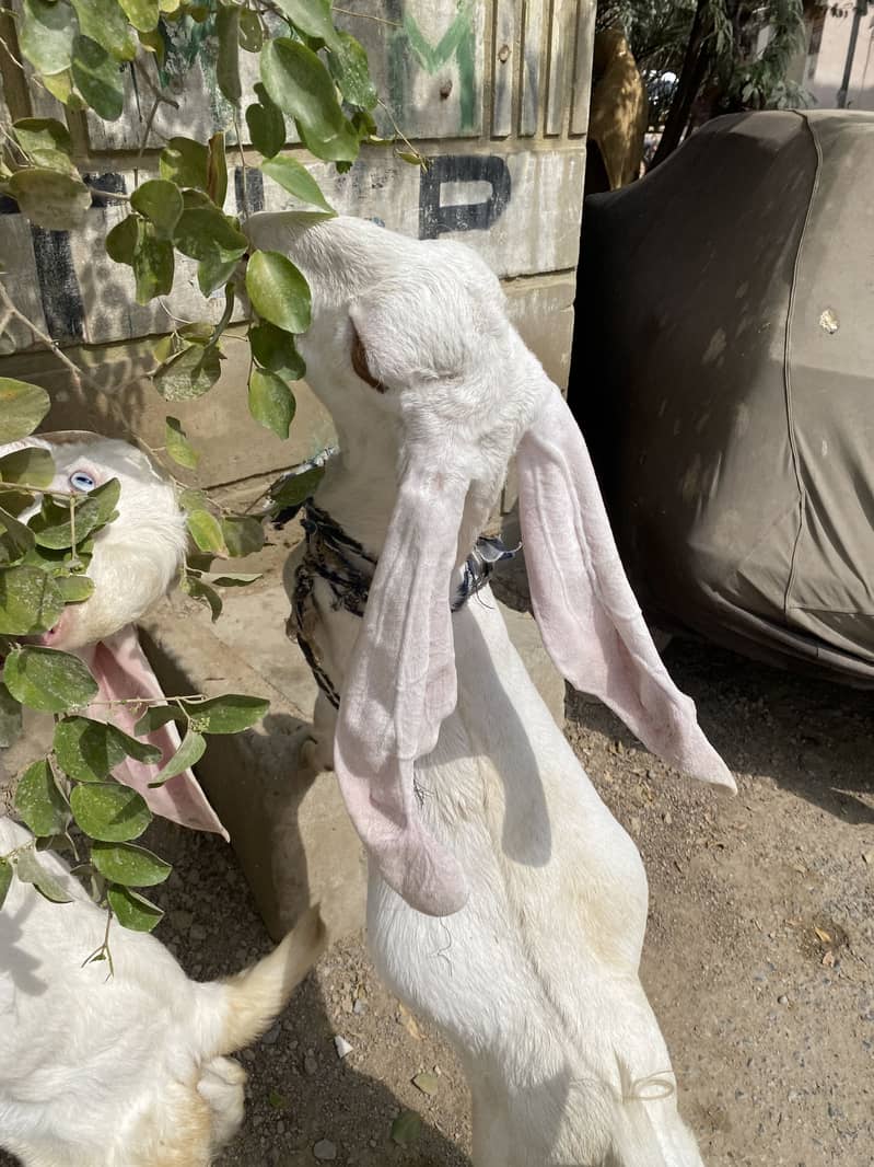 Bakra bakri 6