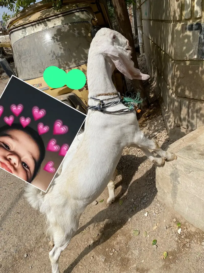 Bakra bakri — photo 8