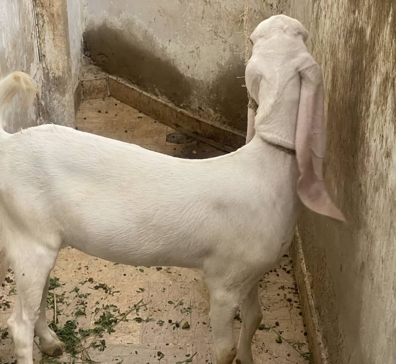 Bakra bakri 8