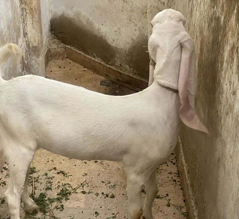 Bakra bakri — photo 9