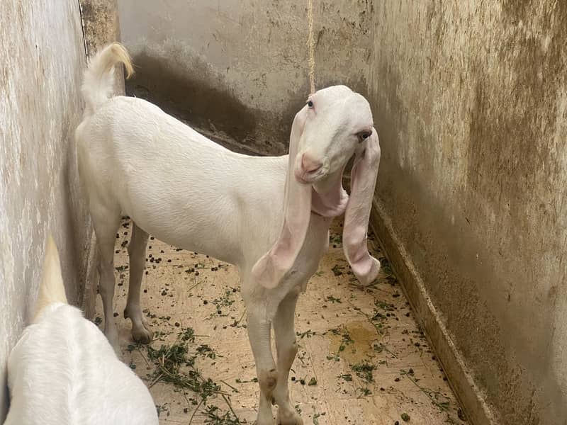 Bakra bakri 10