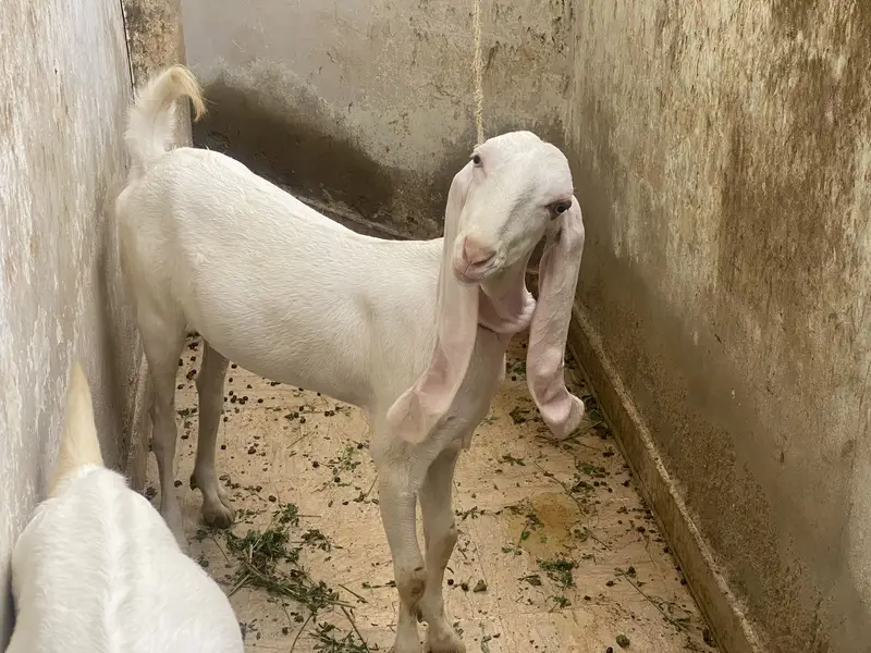 Bakra bakri — photo 11