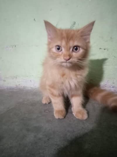 cute female kitten sale