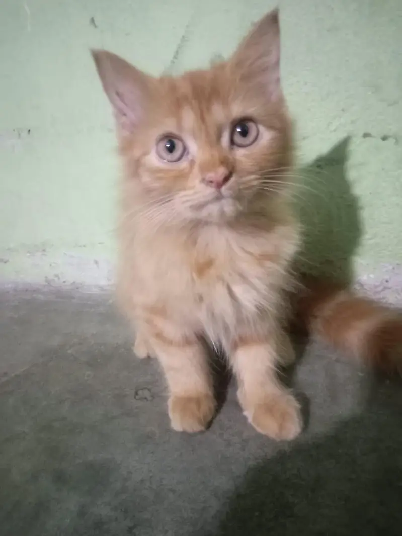 cute female kitten sale — photo 2