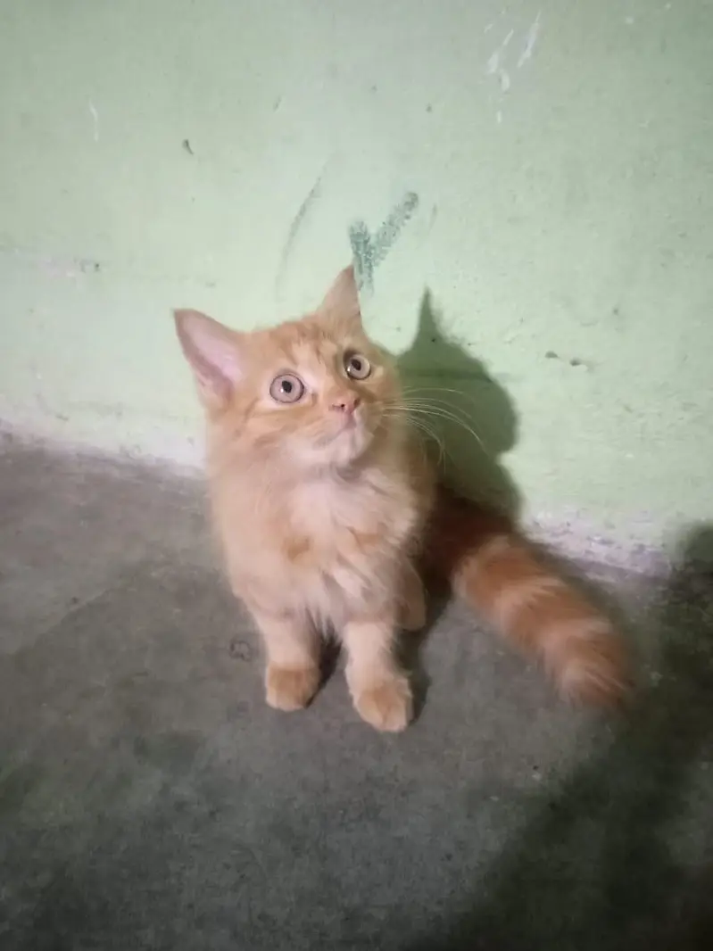 cute female kitten sale — photo 3