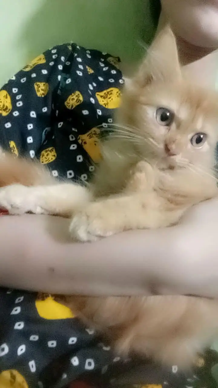 cute female kitten sale — photo 4