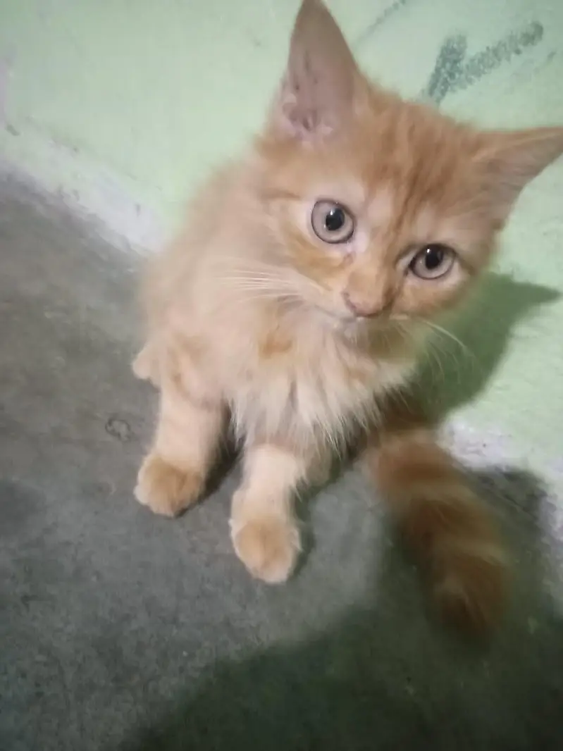 cute female kitten sale — photo 5