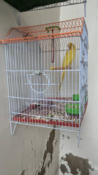 Yalow rigneck female