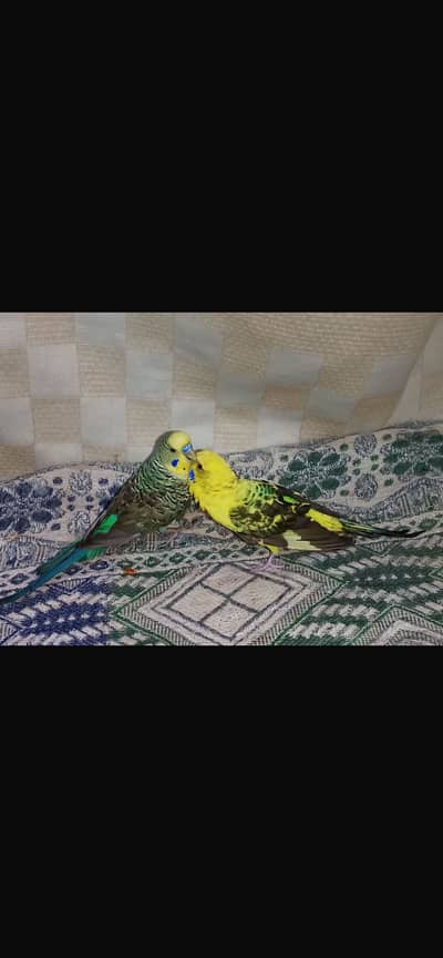 Black wing | black wing crested | hogoromo