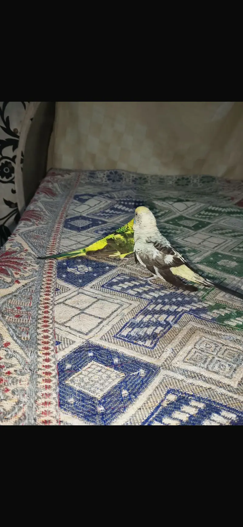 Black wing | black wing crested | hogoromo — photo 3