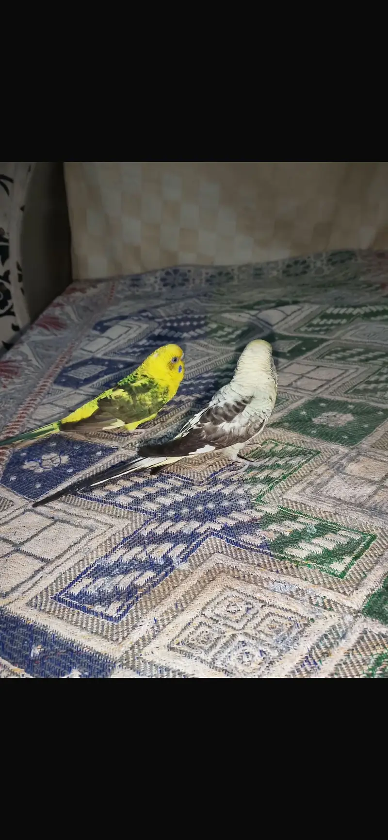 Black wing | black wing crested | hogoromo — photo 4