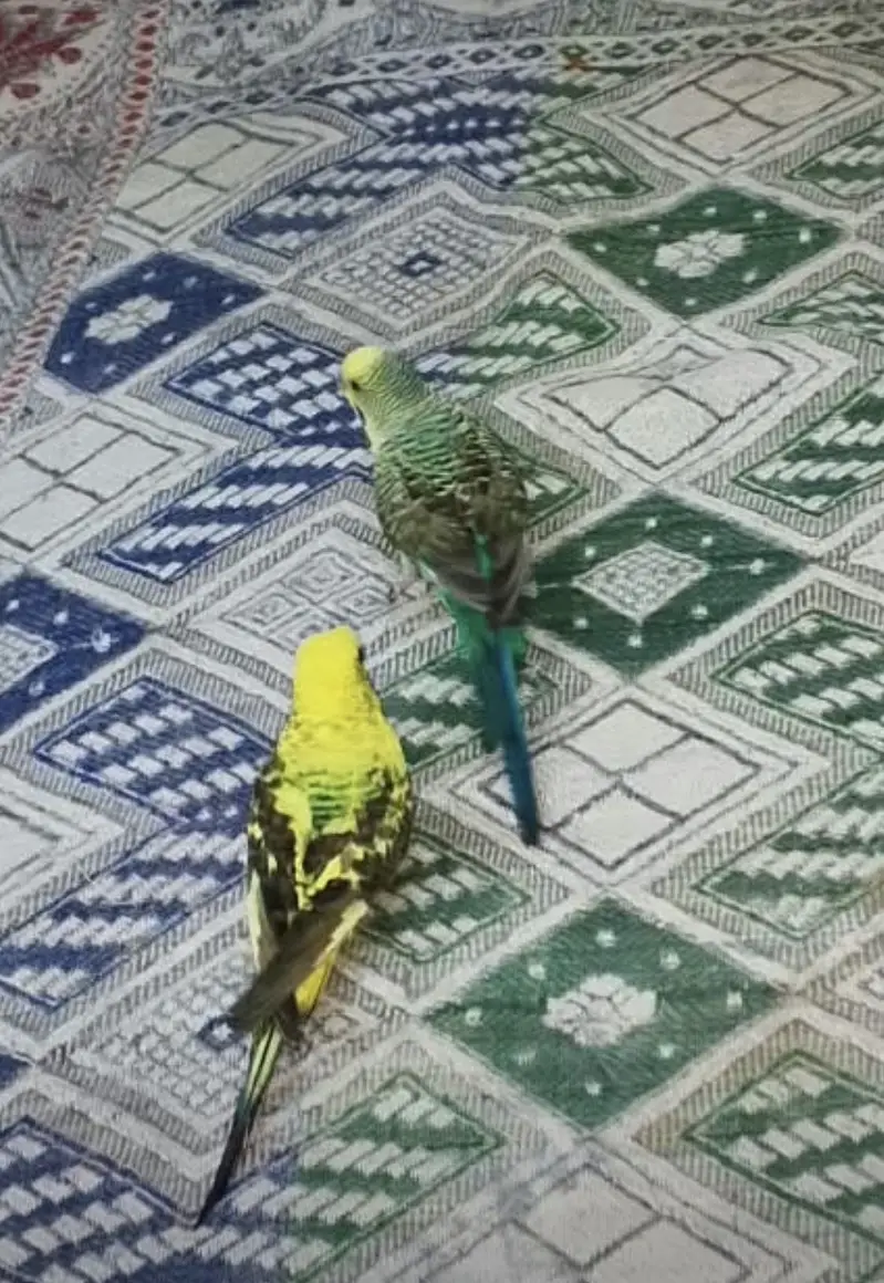 Black wing | black wing crested | hogoromo — photo 5