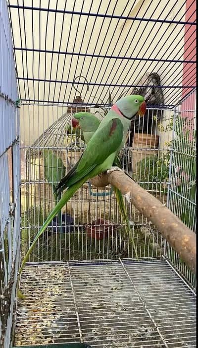 kasmri raw parrot for sale 2 years Age