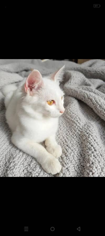 Persian cat